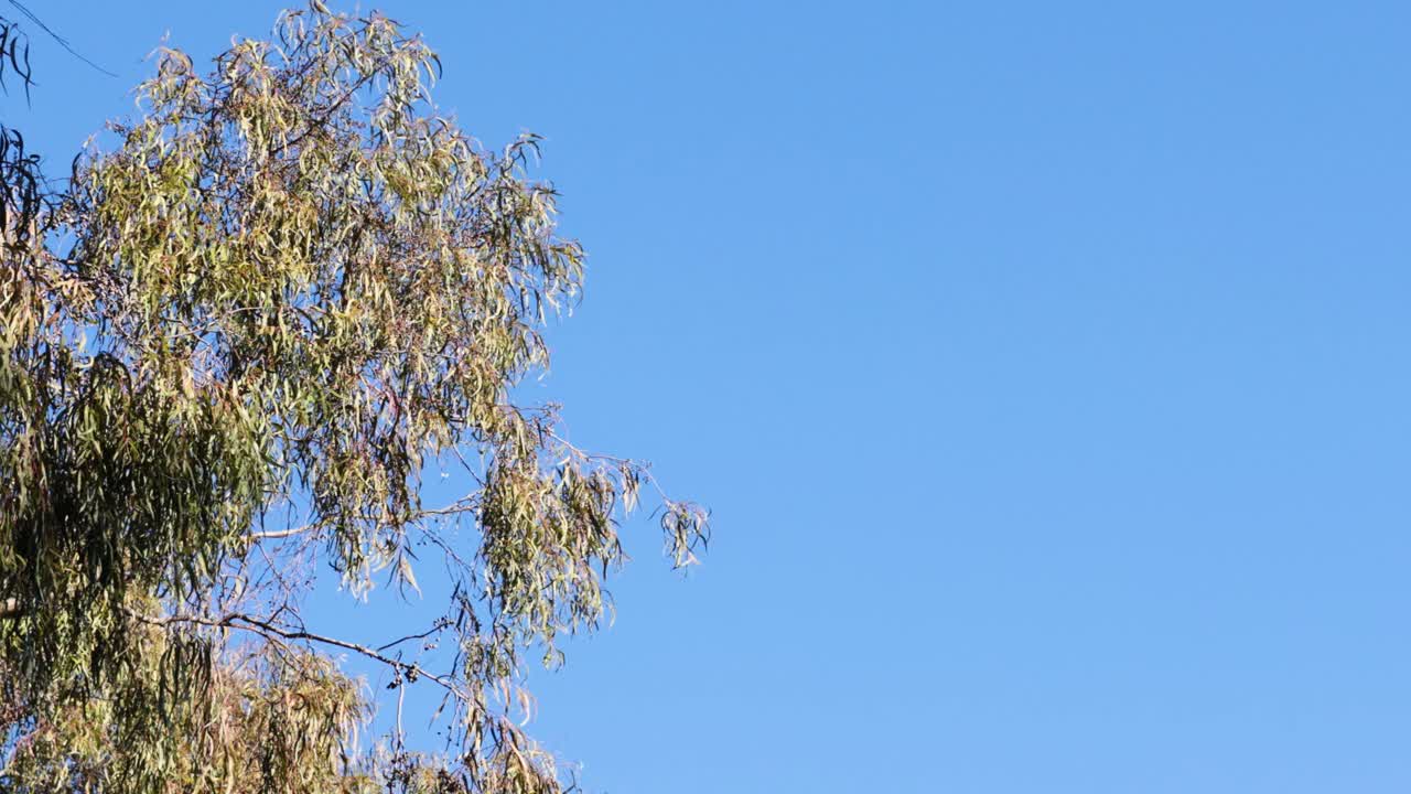 은 파란 하늘을 향해 움직이는 나무 가지