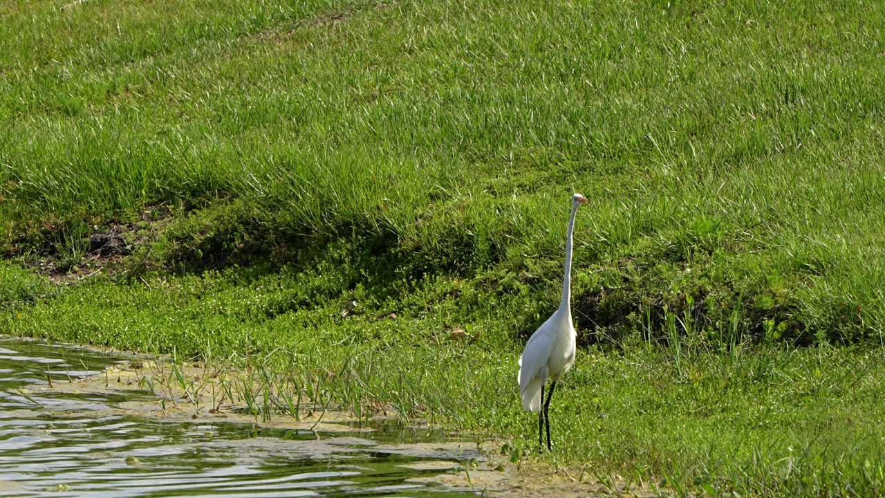 Great egret jumps around by a lake