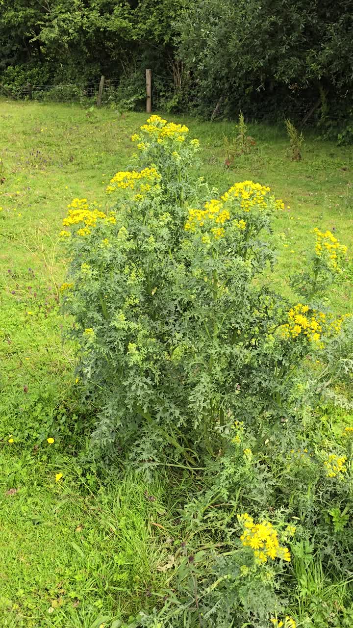 Large Ragwort plant (Jacobaea vulgaris or Senecio jacobaea) growing in pasture land in Wales, UK. Static shot.