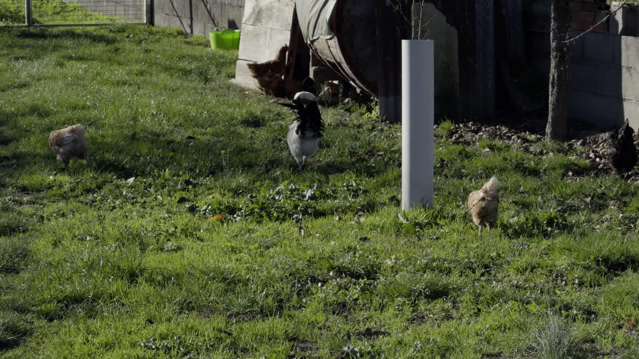 초록색 뒷마당에 갈색 과 함께 우아한 검은색과 색