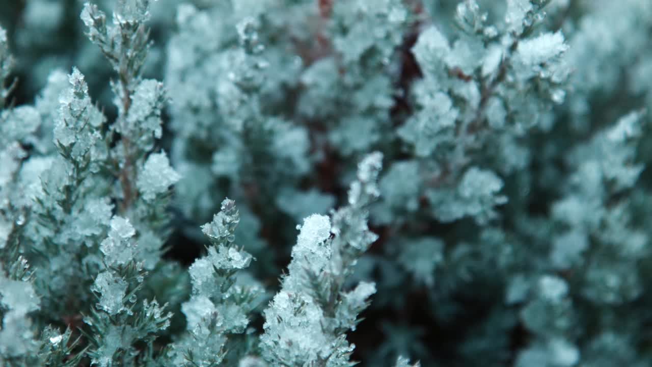 The first autumn snow falls on the leaves of the tree