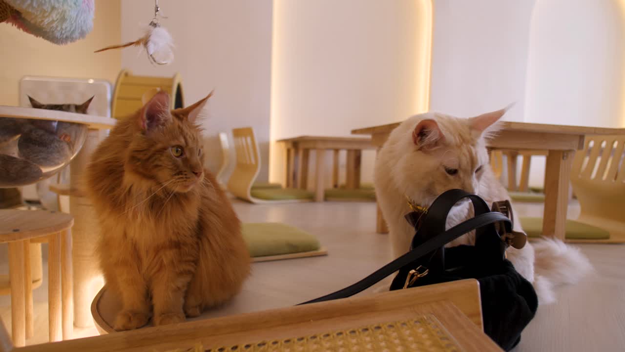 Two furry orange and white cats together play in an animal café Closeup