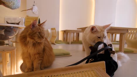 two furry orange and white cats together play in an animal café closeup