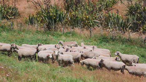 Herd-of-shaved-sheep-standing-in-grass-field-on-hot-sunny-day