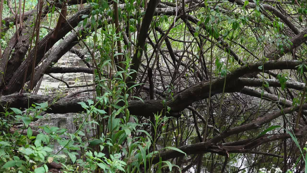 바람 부는 날 연못가에서 보내는 평화로운 시간