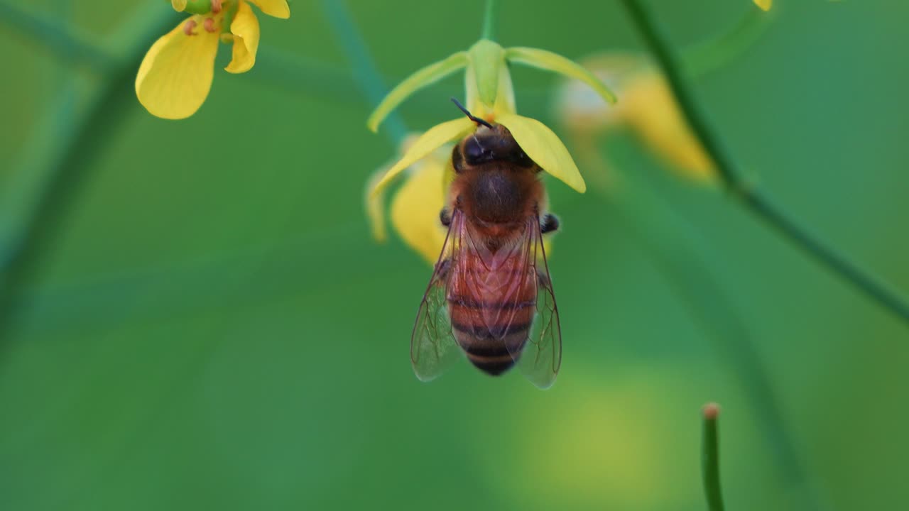 The honey bee entered a feeding trance as it hung motionless on the golden yellow rapeseed flower, accessing the sweet nectar with its proboscis, close up shot