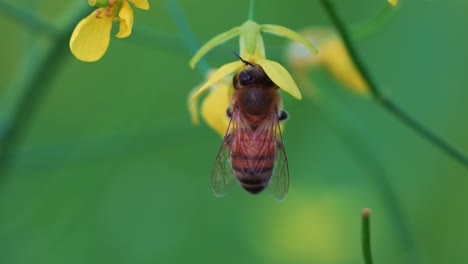 the honey bee entered a feeding trance as it hung motionless on the golden yellow rapeseed flower, accessing the sweet nectar with its proboscis, close up shot