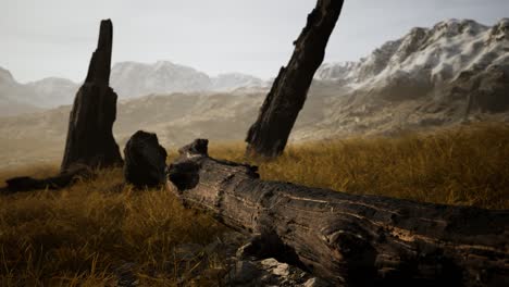 burnt tree logs after forest fire