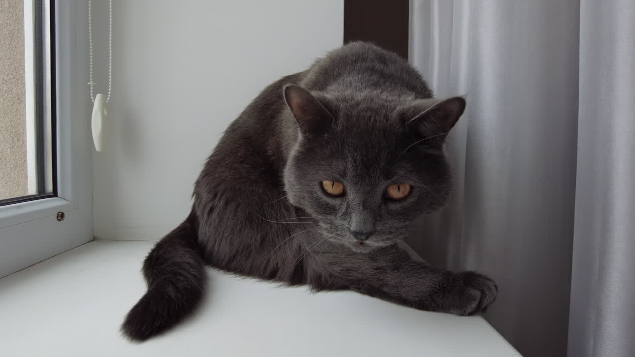 A gray cat is seen stretching its body and relaxing on a bright windowsill. The warm afternoon sun casts soft light onto the cat, creating a peaceful atmosphere