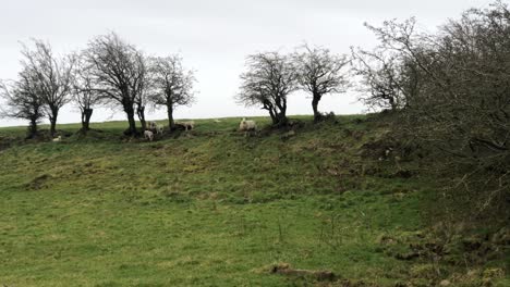 vista amplia de mano de corderos deambulando por una colina en su campo