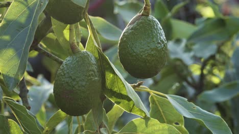 Nahaufnahme-Von-Biologisch-Nachhaltig-Angebautem-Avocadobaum-Und-Schönen-Früchten,-Die-Auf-Einer-Permakulturfarm-Im-Sommerland-Angebaut-Werden,-Ca