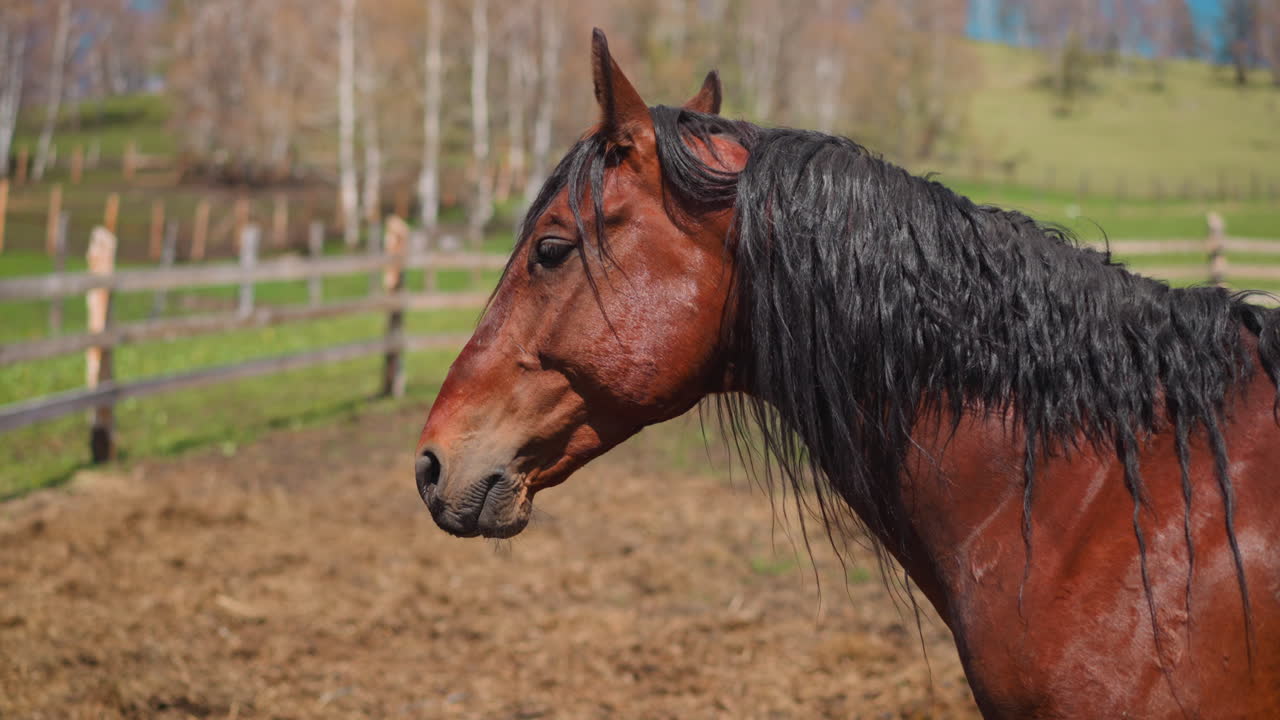 каштановый конь с черной рыхлой гривой стоит на пастбище