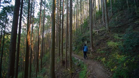 pan, hiker walks past camera to follow trail through forested hillside, japan