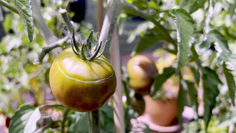 Problemas-De-Crecimiento-Del-Tomate,-Enfermedad-Del-Tomate