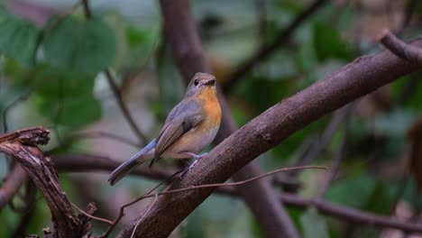 Hermoso-Pecho-Naranja,-Moviendo-La-Cola,-Mira-Hacia-La-Cámara,-Papamoscas-Azul-Indochino-Cyornis-Sumatrensis-Hembra,-Tailandia