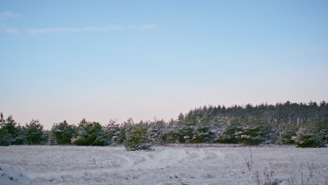 Malerische-Winterwaldlandschaft-Unter-Kaltem-Blauen-Himmel.-Immergrüner-Nadelwald