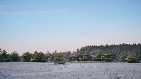 picturesque winter wood scenery under cold blue sky. evergreen coniferous forest