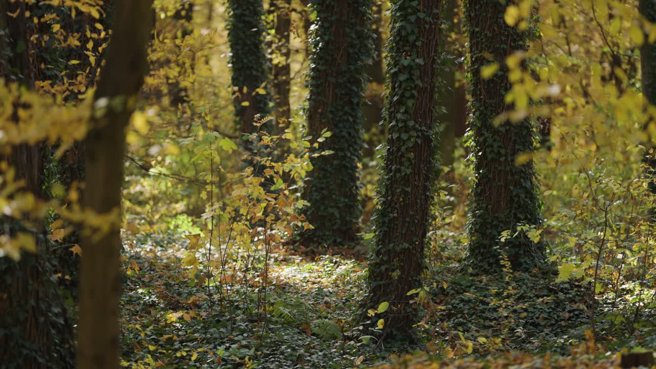 Edera comune che ricopre il terreno e si arrampica sui grossi tronchi d'albero nella foresta autunnale