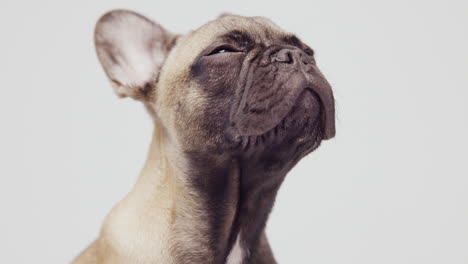 un lindo cachorro de bulldog francés de mascota