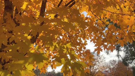 wind blowing through the gold, yellow, and orange leaves on maple trees