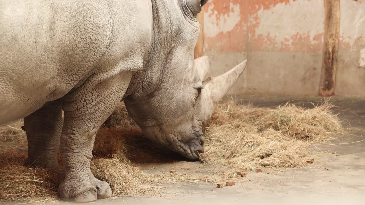 코 ⁇ 소 는 더 가까운 카메라 시야 에서 그 주변 에 있는 새 들 과 함께 잔디 를 먹으려고 한다