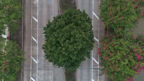 an overhead aerial view of a green tree in the middle of a bridge, stationed between two rivers, recorded at 60 frames per second.