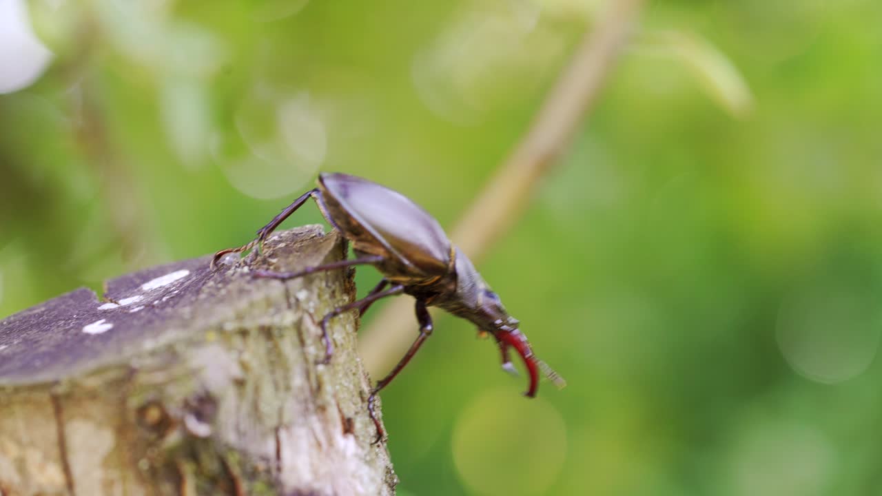 Stag-beetle crawling on a tree. Rare beetles in the forest. (Lucanus cervus).