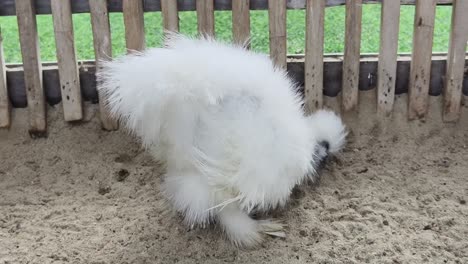 fluffy white chick in a coop