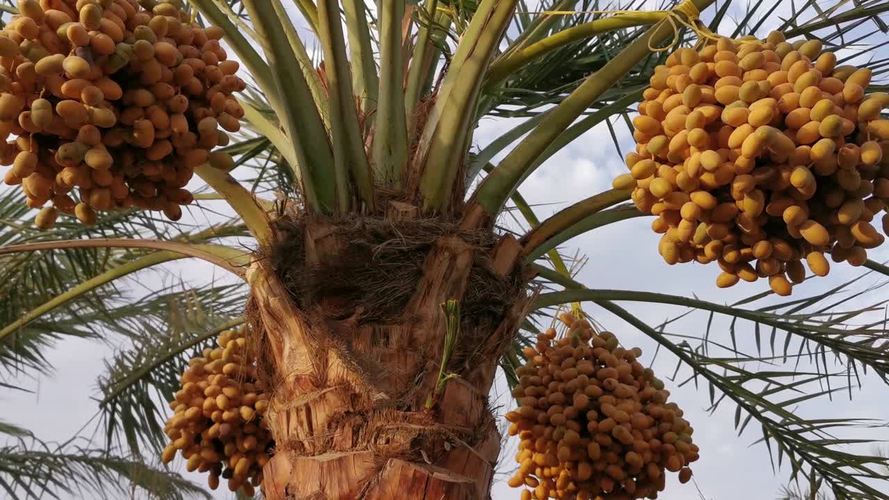 una palmera de dátiles con frutos de dátiles colgantes