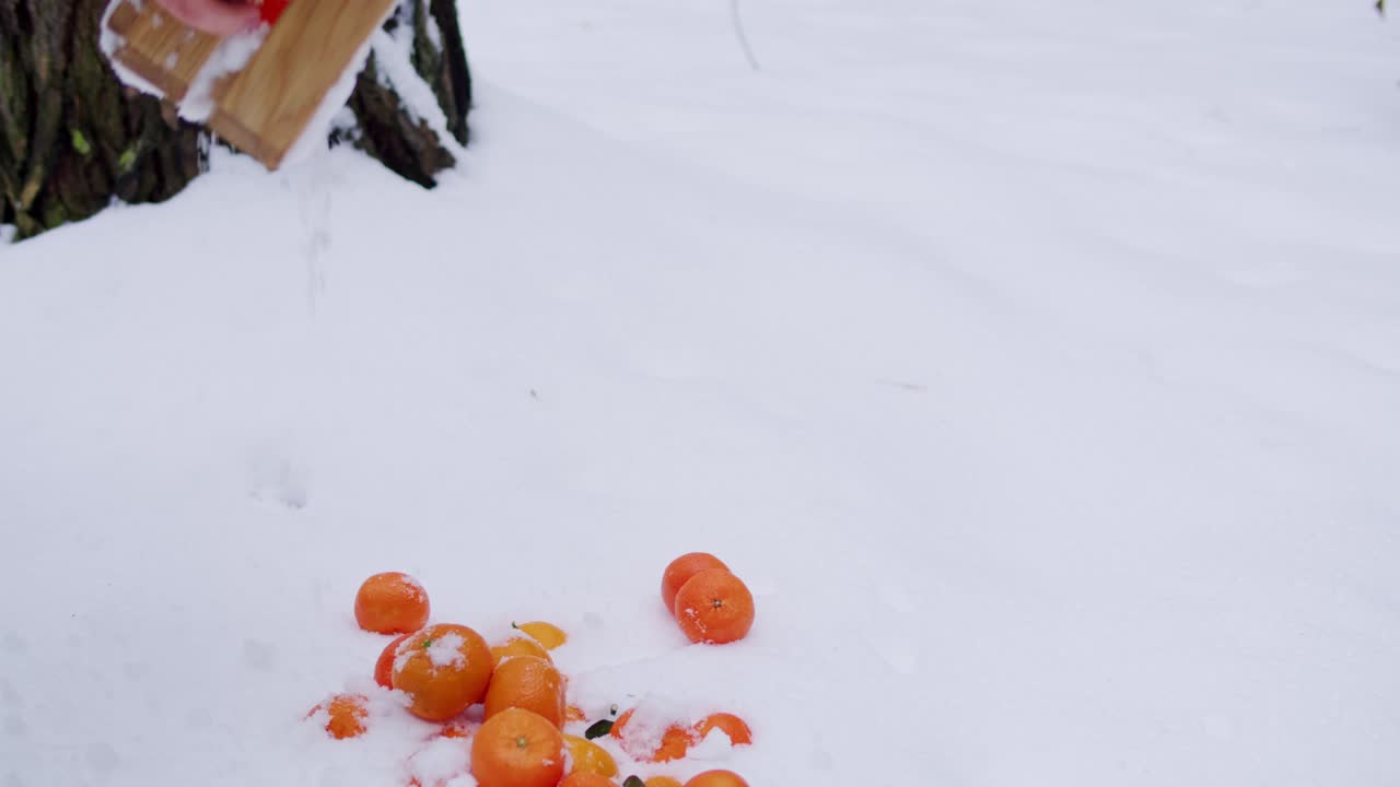 눈 속에서 오렌지를 뽑는 것
