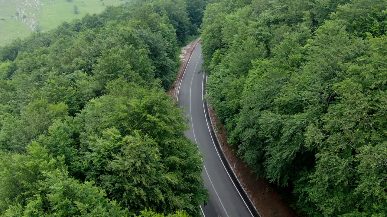 Road through a forest with trees on both sides of the asphalt road The road curves slightly as it cuts through the trees in a natural setting