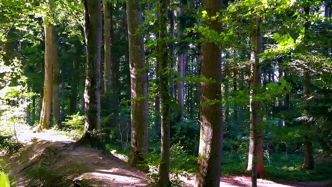 무인 항공기가 숲 속으로 뒤로 날아가 작은 개울을 통과합니다.