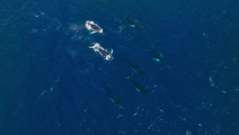 una visión aérea de la familia de las ballenas jorobadas rompiendo la superficie del agua, los respiraderos, la niebla se elevan y se sumergen en el océano.