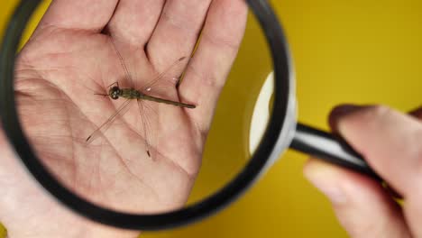 male person looking through magnifier at dragonfly larva animal lying on hand