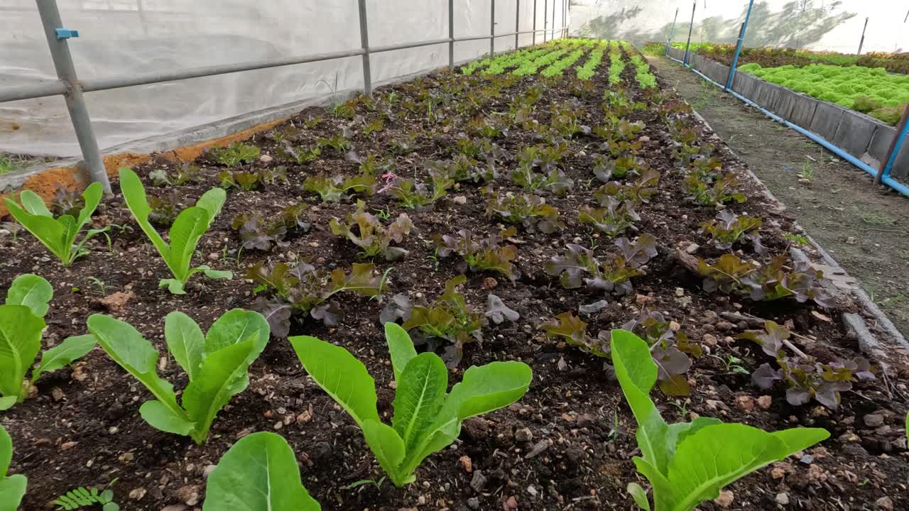 시간이 지남에 따라 정원에서 자라는 식물들.