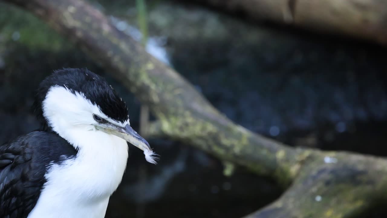 수염 에 털 이 있는 호랑이