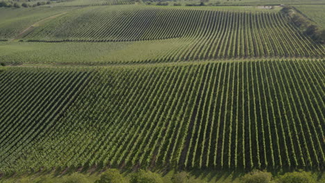 Schwenken-Sie-Nach-Oben-Und-Offenbaren-Sie-Lange-Horizontale-Reihen-Grüner-Weinberge-Unter-Einem-Dunstigen-Goldenen-Himmel-Aus-Der-Luft