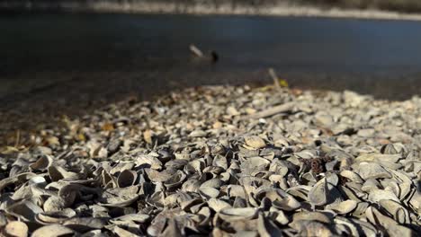 Zebra quagga mussels underwater invasive species Lake Walen Walensee Switzerland