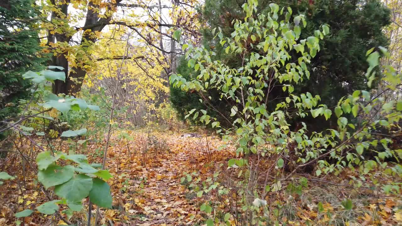 pan a la izquierda luego caminar hacia adelante en un parque en berlín alemania naturaleza hojas muertas árboles colores de otoño hd 30 fps 10 segundos