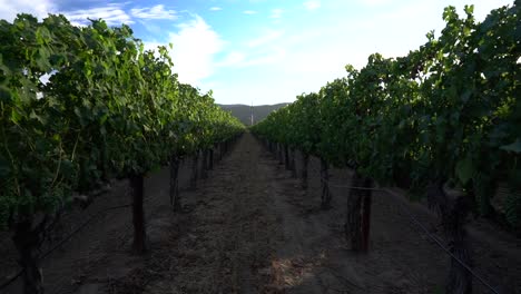 Panorámica-Hacia-Adelante-Hacia-El-Pilar-En-Un-Viñedo-Del-Valle-De-Napa