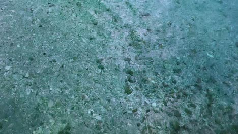 aguas muy claras en las aguas poco profundas a pesar de que el agua tiene casi 10 pies de profundidad, parece que solo tiene 2 pies de profundidad, es tan clara en cámara lenta