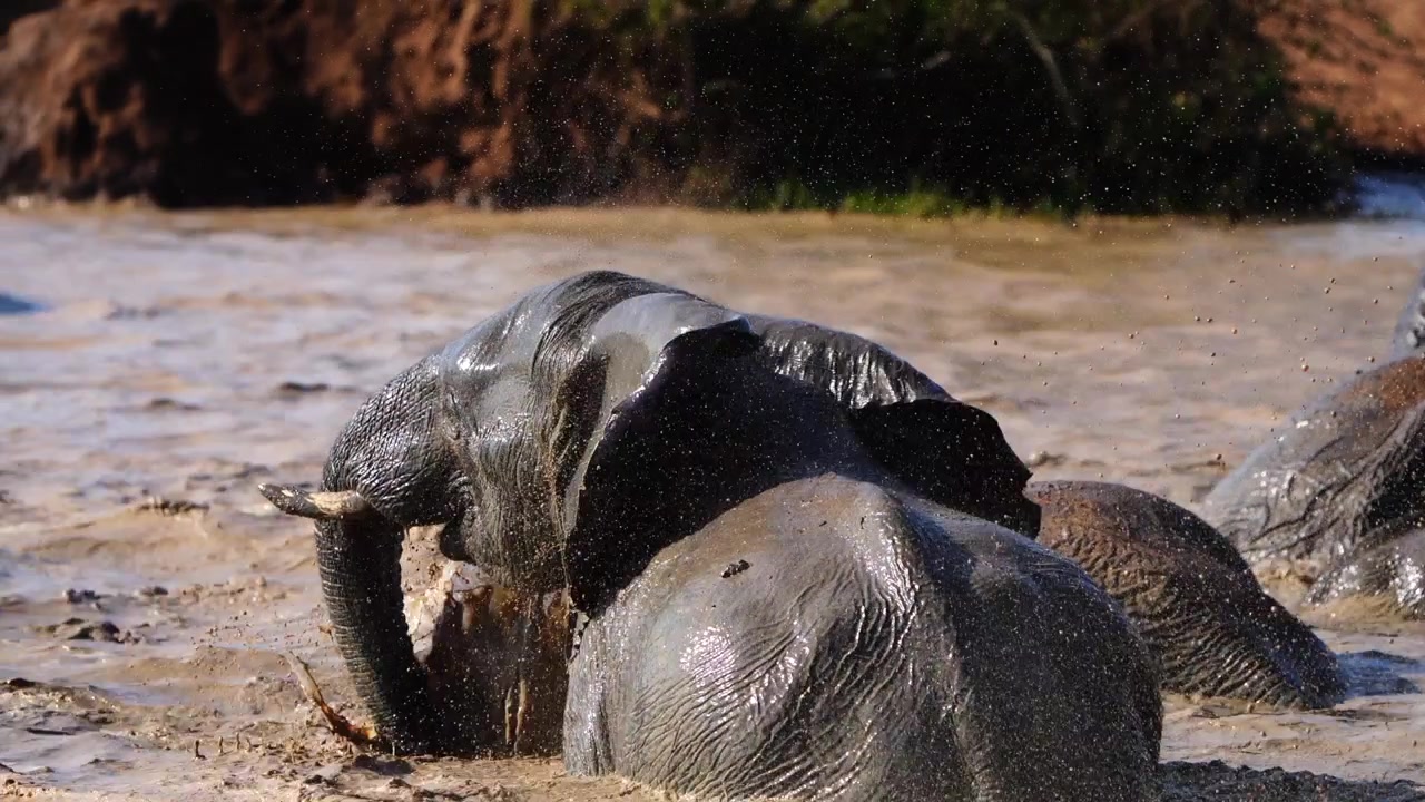 Inquadratura media ampia al rallentatore di un elefante africano che si spruzza acqua addosso mentre è nella pozza d'acqua, Parco Kruger.