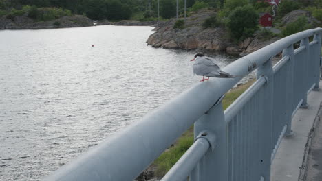 El-Charrán-ártico-Posado-Sobre-Una-Barandilla-De-Acero-En-El-Muelle-De-La-Costa-Noruega