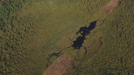 pantano formado en la sección-2 del bosque recortado talado