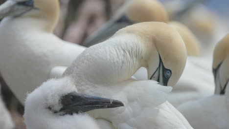 Northern-gannet-face-close-up-in-4k-60fps-slow-motion-taken-at-ile-Bonaventure-in-Percé,-Québec,-Gaspésie,-Canada