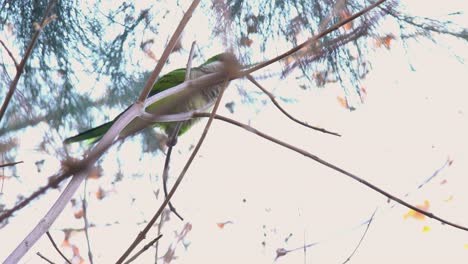 loro verde caminando por algunas ramas de un árbol