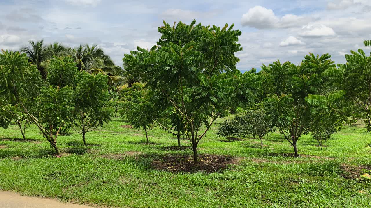 Averrhoa bilimbi tree laden with belimbing buluh (bilimbi) fruits. This tart, acidic fruit is essential in Southeast Asian cuisine, providing a natural sour flavor to dishes