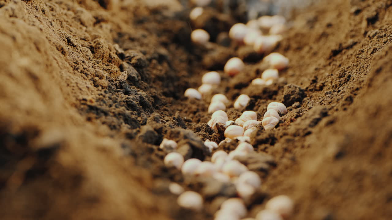 씨앗은 땅에 놓여 있다 그들은 새로운 생명 개념의 시작을 풍부하게 물을 준다