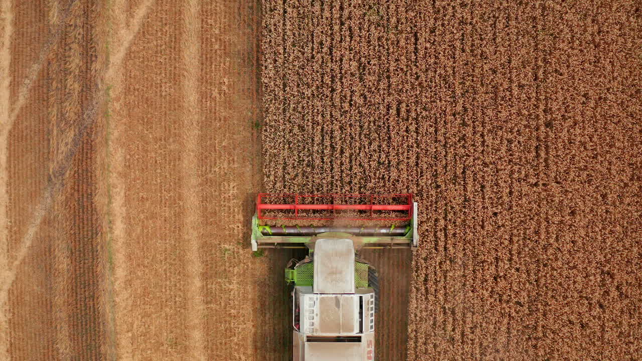 Red mowing mechanism of combine cutting the crops in the field. Bird's eye view on the machine gathering wheat harvest.