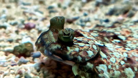 reptile eyes up-close camouflage skin, moving eyes natural habitat